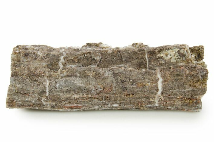 Devonian Petrified Wood (Callixylon) Section - Oldest True Wood #363366